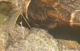 December moth antenna