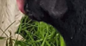 a livestock guardian dog and a licking a black lamb