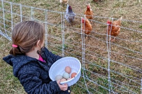a young girl is holding a bowl of eggs with chickens in the background