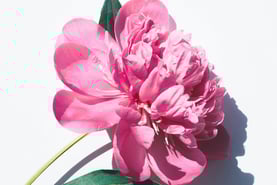 beautiful and vitamin and mineral nutritiousness