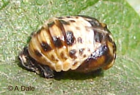 2 spot ladybird pupa