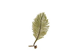 Caulerpa muelleri