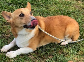 Corgi Therapy Dog Einstein licking his nose.