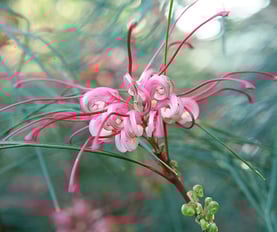 Grevillea Flower, Grevillea Floral Art, pink flowers, Australian native flowers