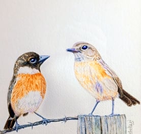 Stonechats