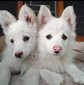 Coco & Berry