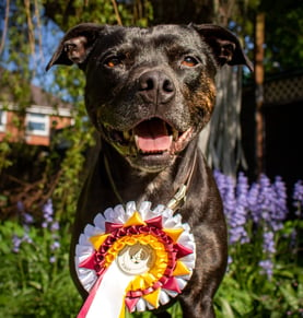 a happy black dog with a first place rosette around her neck is standing outside by bluebells