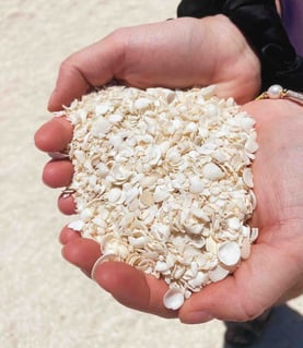 White shells held in hand at Shell Beach, a beach made entirely of shells in Western Australia.