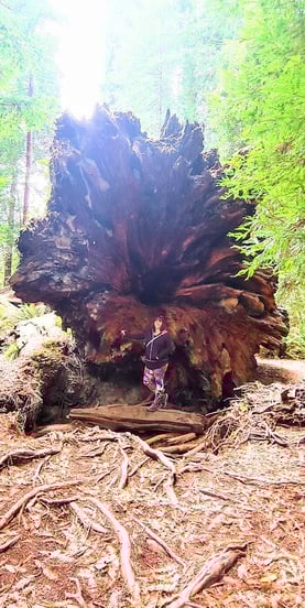 CA Coast - A giant redwood fallen over, see the la hole on the bottom that runs up the center