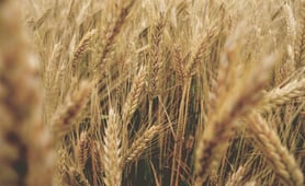 Todo lo que necesitas saber sobre el gluten