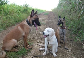 éduquer son chien