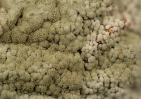 Fotos de Luis Gines - Penicilium