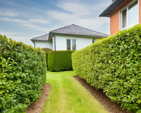 Hedge trimming and grass cutting