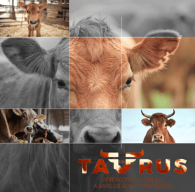collage de vacas y ganado