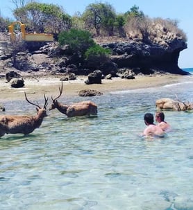 a man in a bodysuit is swimming in the ocean watching the deer taking shower at menjangan island