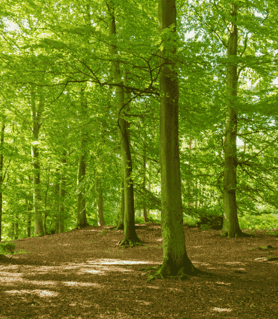 Foret