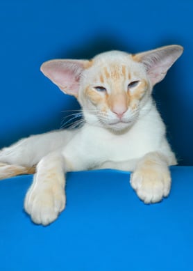 Niterap Simply-Red - Red Tabby Point Siamese Boy