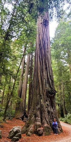 CA Coast - Giant trees along Howland Hill Rd, a narrow dirt road thru Jedediah Smith Redwood Park