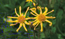 Arnica montana - Plantain des Alpes
