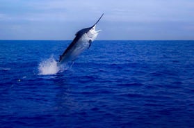 Fishing Charter Roatan