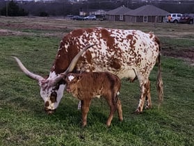 Texas Longhorn with miniature bull calf