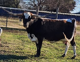 Small Framed Texas Longhorn cow