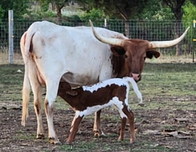 Miniature Longhorn cow and calf