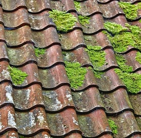 Les dégatis toiture mousse et lichen