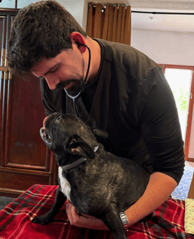 Consulta veterinario a domicilio en Alicante