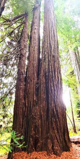 CA Coast - 4 trees growing from 1 root system in Jedediah Smith Redwood Park