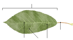 leaf structure