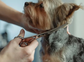 κύλος σε επαγγελματικό καλλωπισμό σε pet salon Καλλωπισμός μικρόσωμου σκύλου με μπάνιο και στέγνωμα