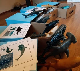 différentes figurines de requins, avec leur boite et des cartes décrivant les requins