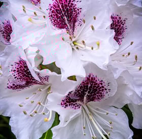 Oregon Coast - Rhododendrons in all different colors grow all over OR