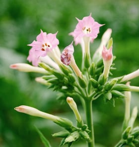 Plante de tabac - Nicotiana tabacum