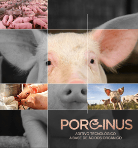 Collage de cerdos