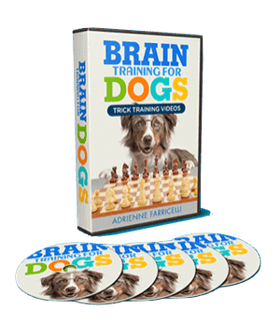 a dog sitting on a table with a dvd and a dvd