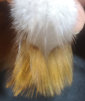 coq limousin