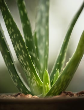 Fresh aloe vera leaves with aloe vera gel, perfect for skin rejuvenation and anti-aging treatments.