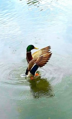 Oregon - the ducks love all the rivers & lakes