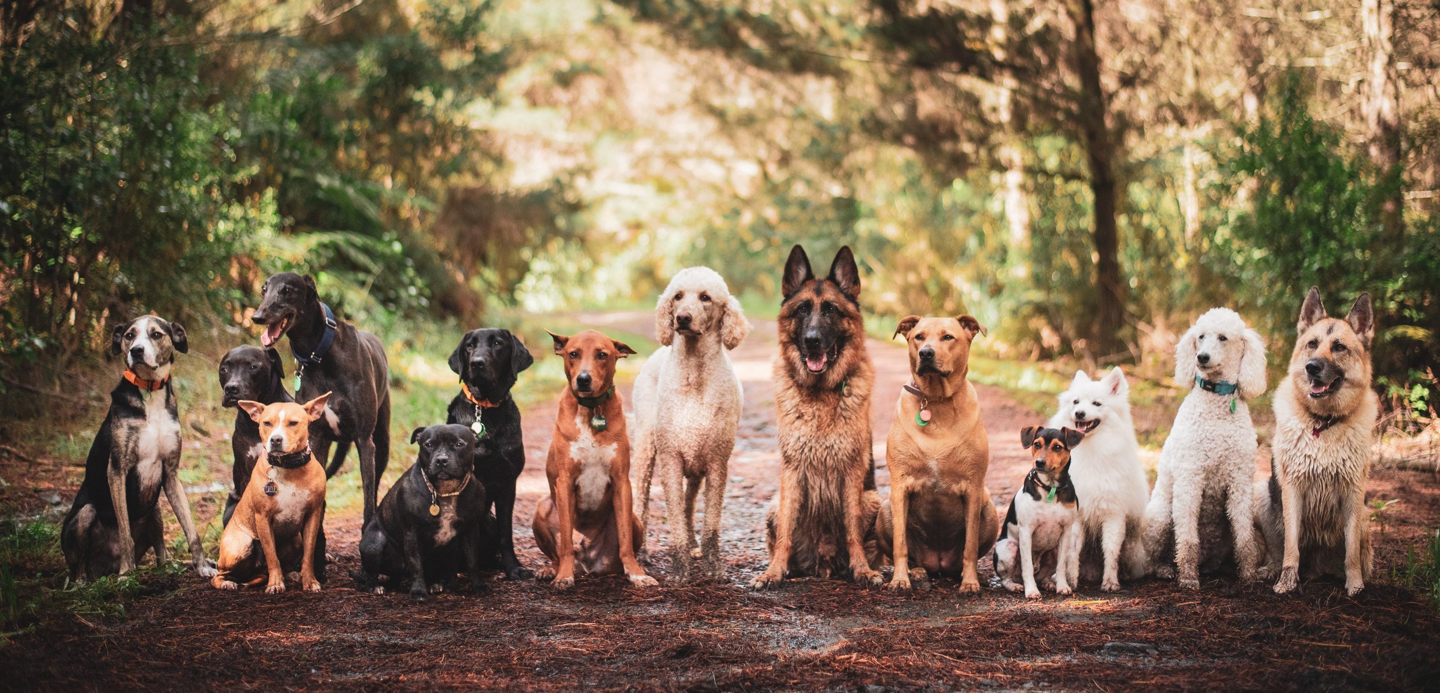 Urban Wolves dogs outdoors