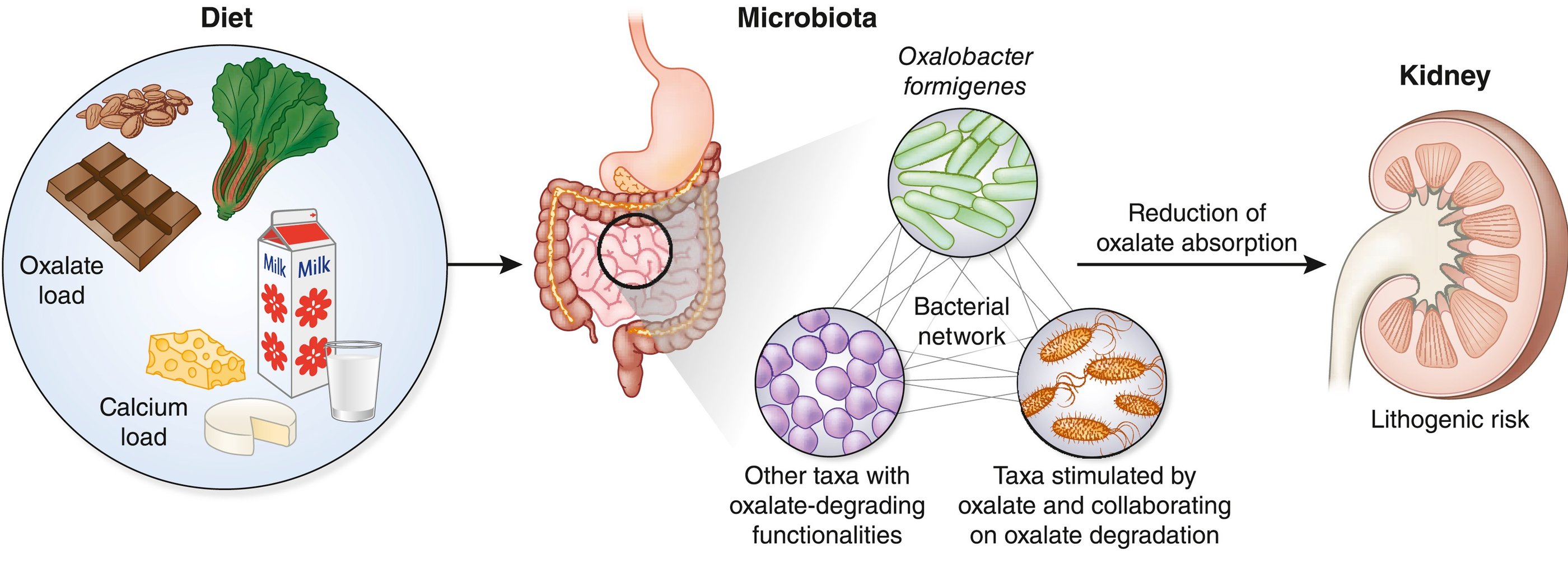 microbiome kidney axis