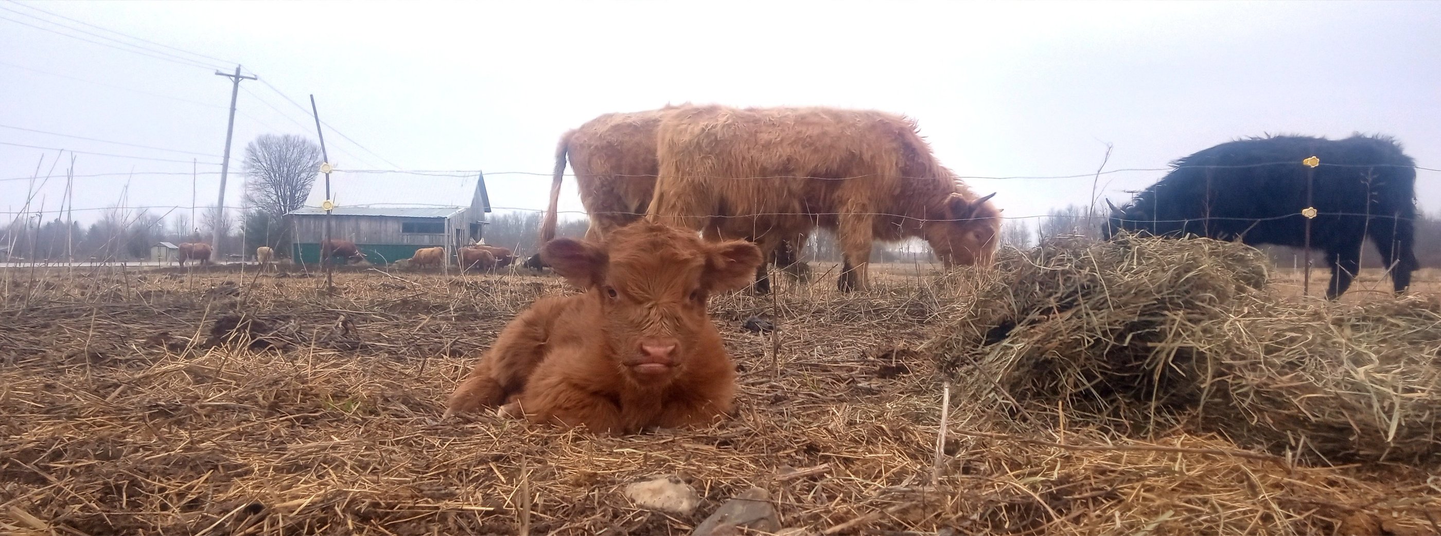 a brown calf lays in the hay while three cows stand behind eating hay