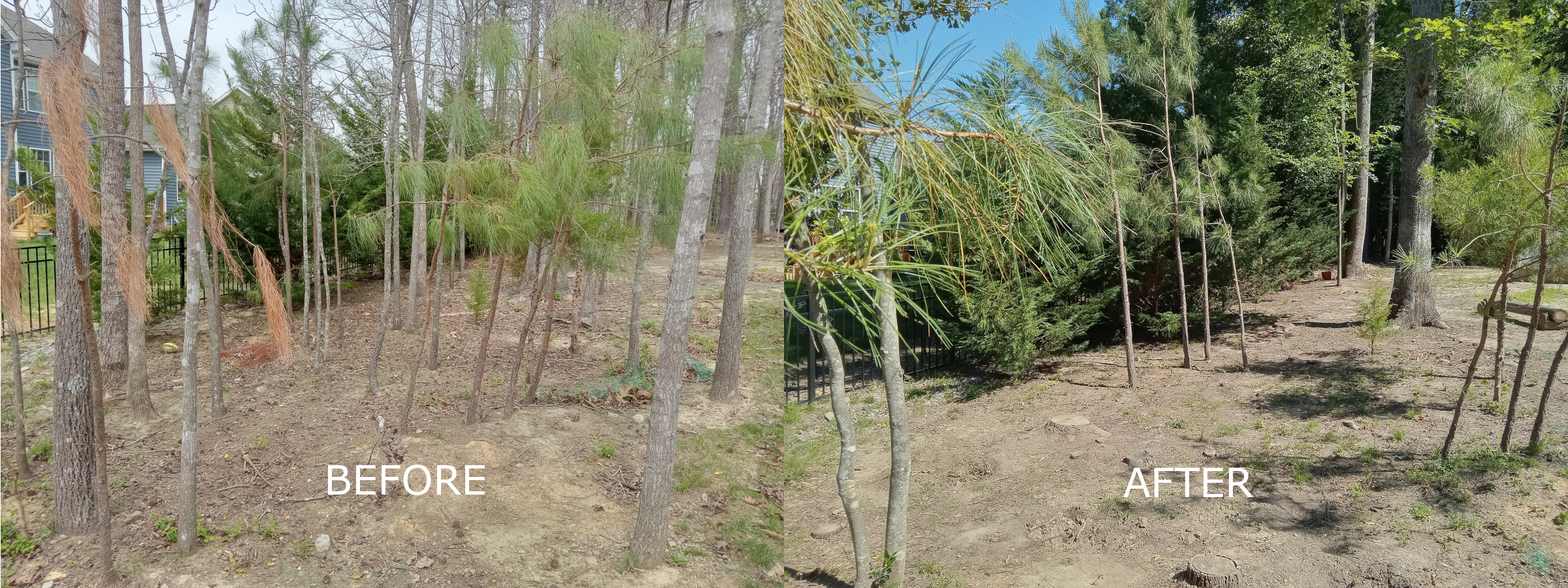 Removal of tall skinny overgrown storm-damaged leaning trees near fences and a shed harpers mill chesterfield va