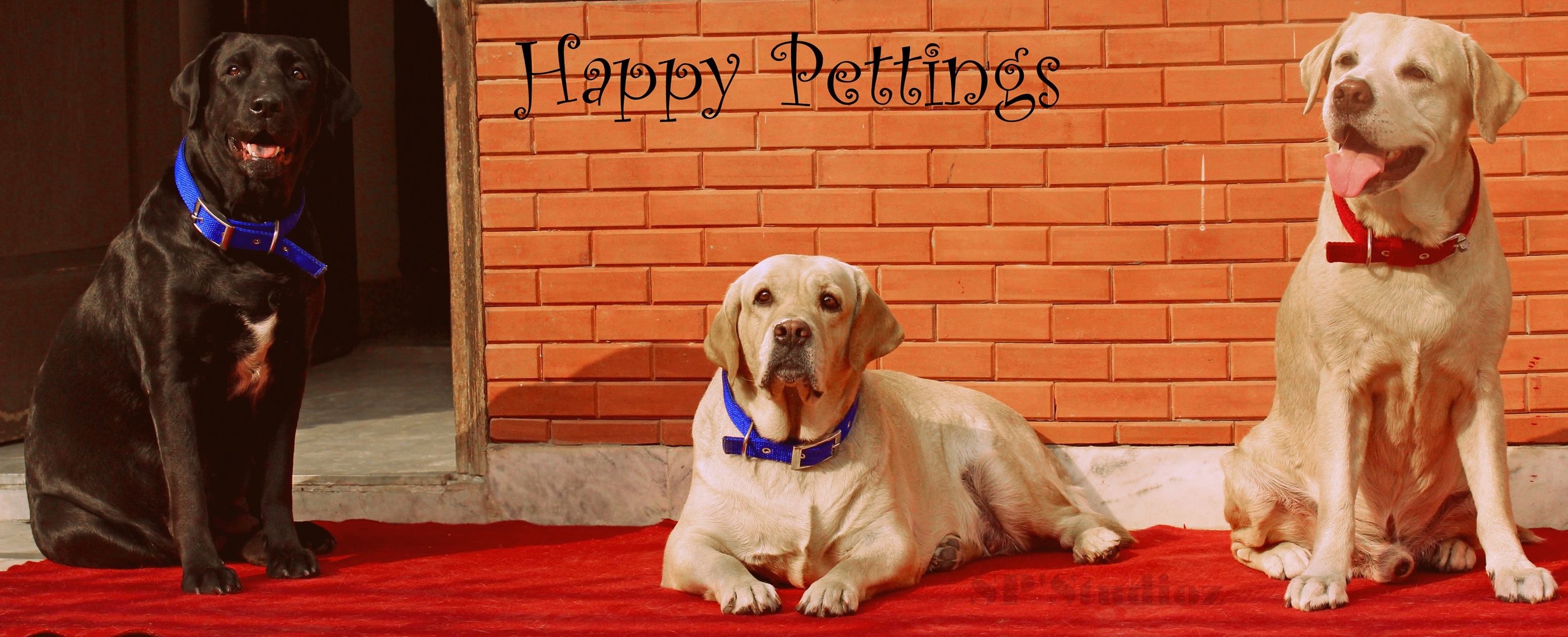 Dog Boarding, Dog Boarding near me, Pet Boarding, Pet Boarding near me, Dog Care, Happy Pettings