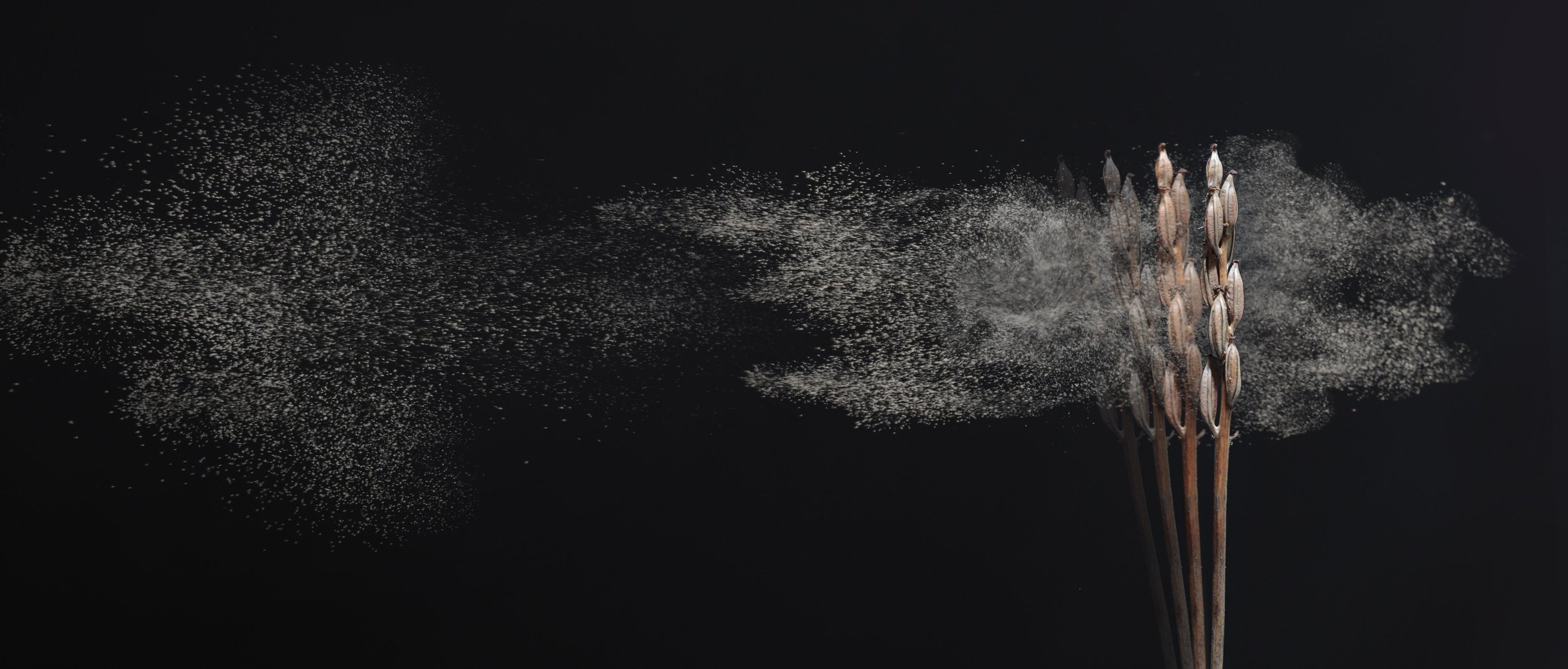 orchideensamen knabenkraut