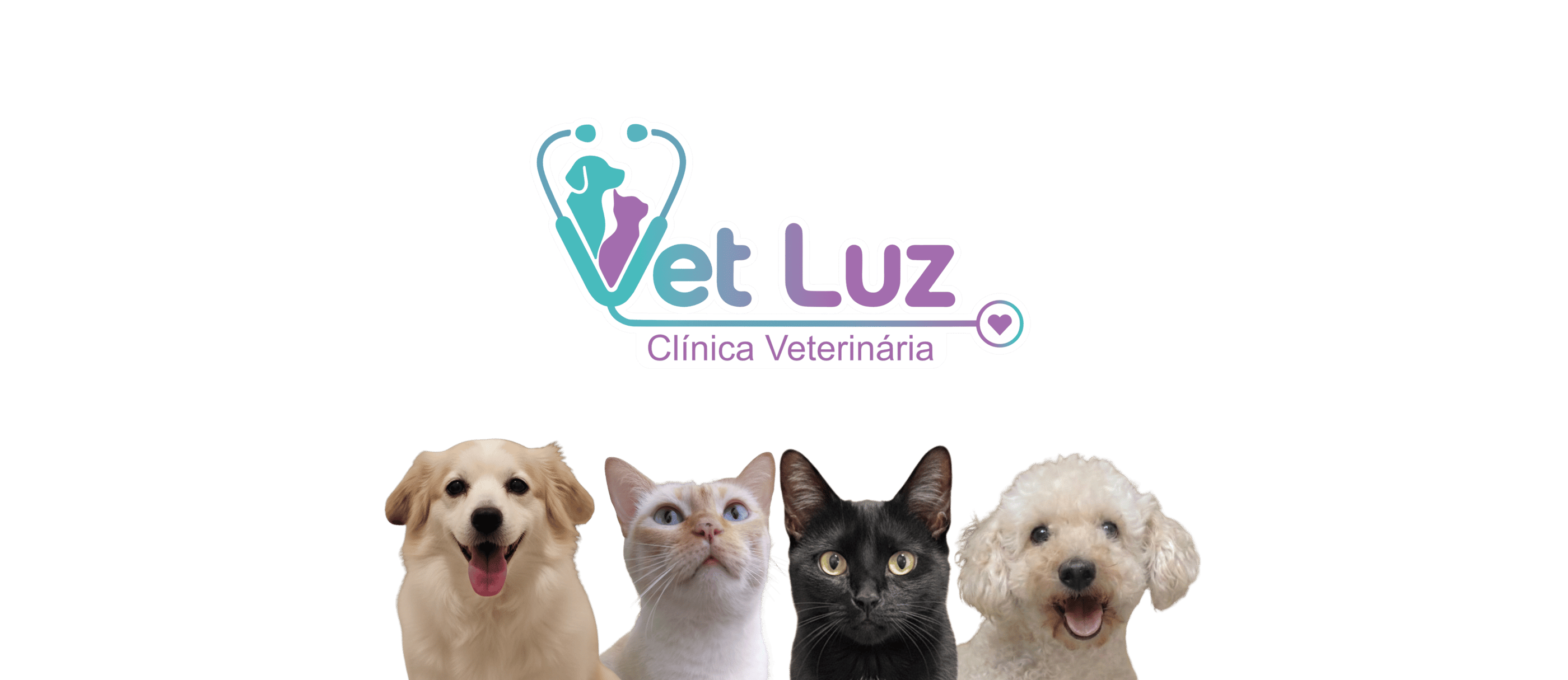 Gatos e cachoros olhando para frente, posicionados lado a lado.