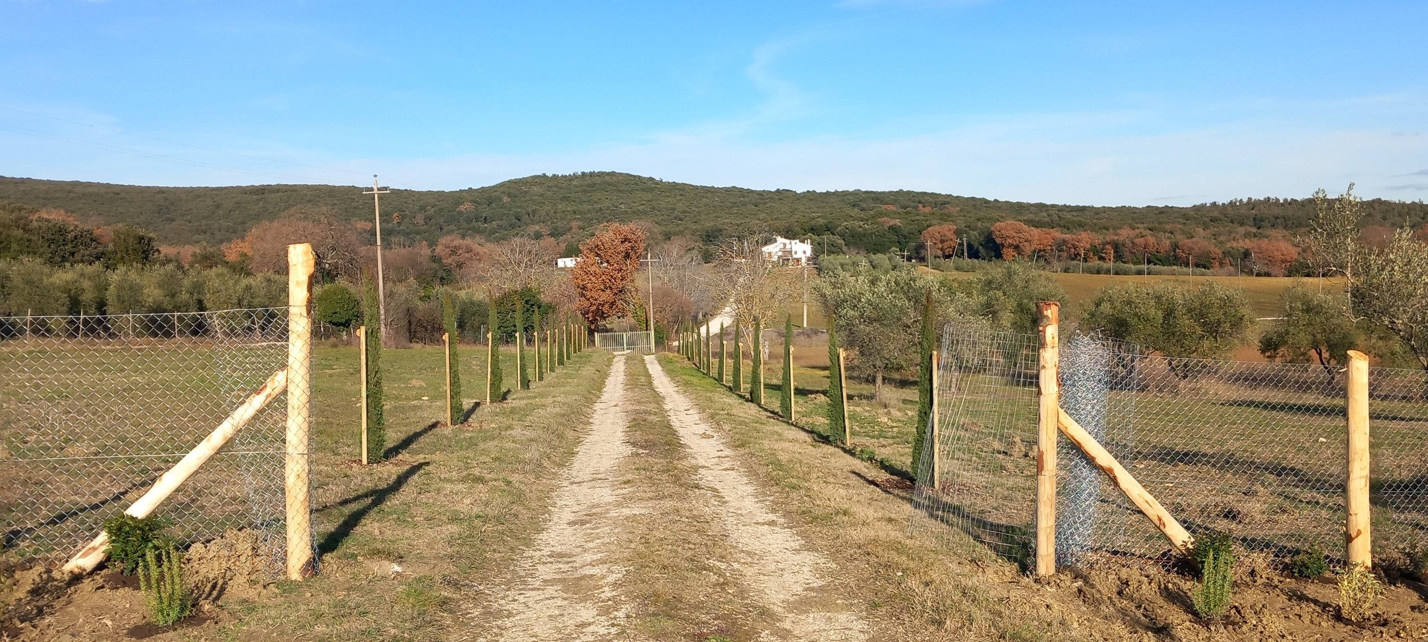 messa a dimora alberi cipressi