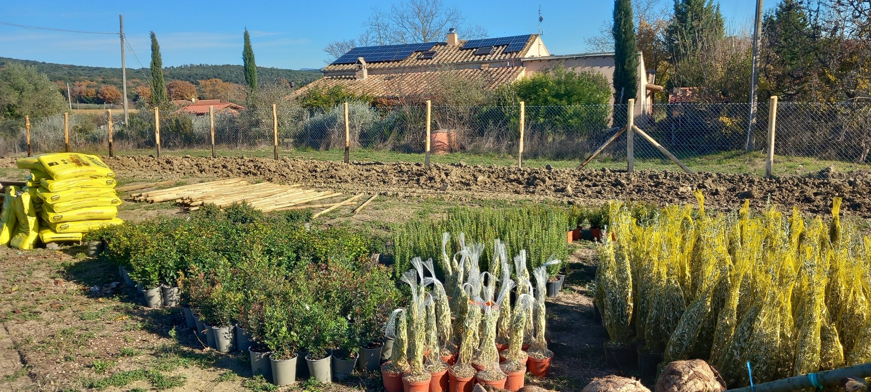 fornitura e messa a dimora di piante alberi