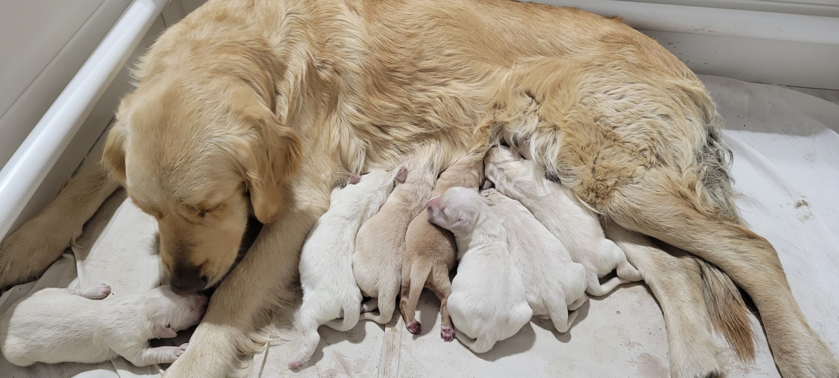 a dog is laying down with her puppies
